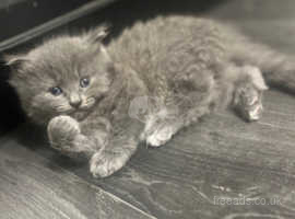 Nebelung kittens grey/blue/lilac fluffy READY NOVEMBER