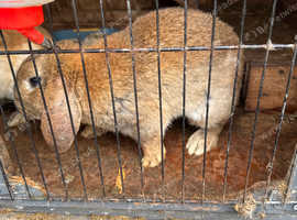 2 male lop eared rabbits