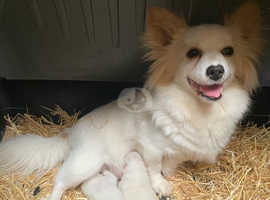 Japanese  Spitz x Papillion ( French for butterfly,bcos of the lge ears)
