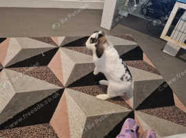 Girl rabbit age 1