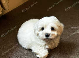 Beautiful Havanese KC Reg'd Puppies 1girl 2 boys