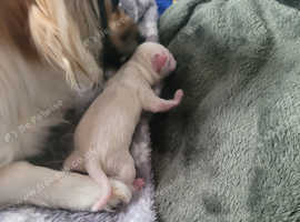 Chihuahua pups