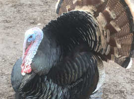 WANTED TRIO BRONZE TURKEYS