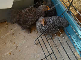 Female bantams