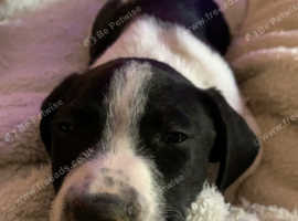 Only 2 left 7 week old collie lurcher cross Springer cross lurcher
