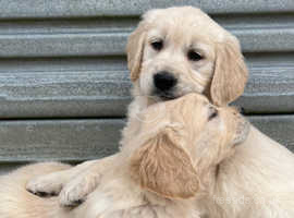Fully Vaccinated KC Registered Golden Retriever Puppies