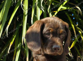 READY NOW  cocker spaniel x labrador