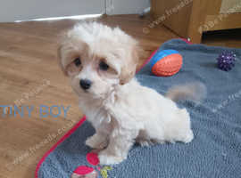 Small multipoo