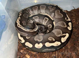 Albino Yellow Belly Ball Pythons For Sale – Big Apple Herp