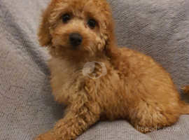 CAVAPOO PUPPIES REDS AND RUBY