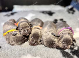Top quality blue Staffordshire bull terrier