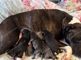 2 male pups left