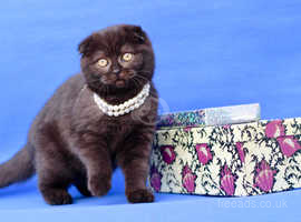 Scottish Fold Cats And Kittens For Sale And Rehome In Otley Find