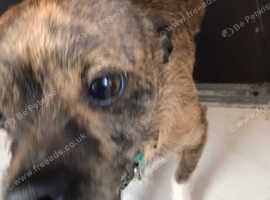 Lancashire heelers