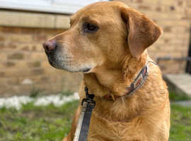 Pet sitting/house stays