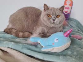 IMPERIAL GRAND CHAMPION SIRED PEDIGREE GCCF REG LILAC BRITISH SHORTHAIR RETIRED QUEEN