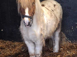 Full up to height spsbs registered 5yr gelding