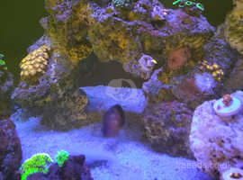 Marine Fish/Corals