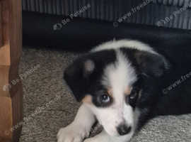 Border cross husky pups