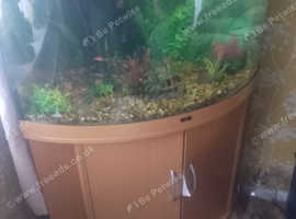 Juwel 180 corner tank with fish