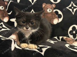 kittens REDUCED