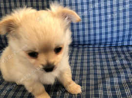 Chihuahua for sale very cute