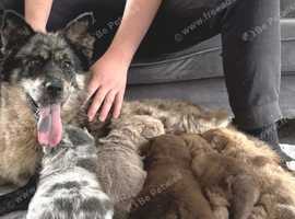 Gorgeous Exotic Chowsky Puppies - Healthy, Happy & Playful