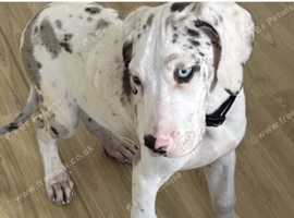 Great Dane puppy