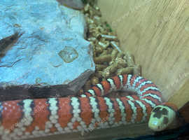 Tarahumara Mountain King Snake at Birmingham Reptiles