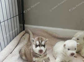 Husky pups