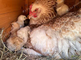 Cream Legbar chicks