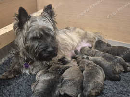 1 pink girl cairn terrier