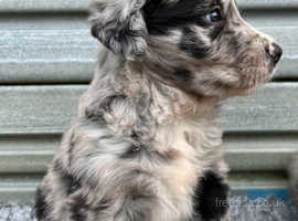 Border collie hot sale blue merle kennel