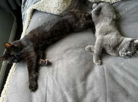 Main coon cross Ragdoll and British short haired cross