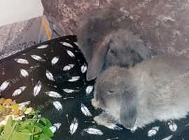 350 ono offers 2 grey pedigree foxfur minilops male female with huch and haye