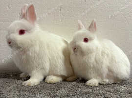 Netherland Dwarf Baby Bunnies