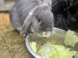 Both female rabbits to go together