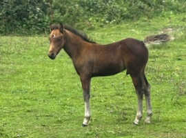 Colt foal
