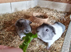 Young guinea pig boys for sale