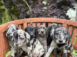 Merle and Black Goldador Puppies