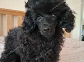 KC reg Pedigree Toy Poodle puppy Girl