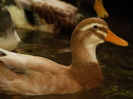 Reserve EXHIBITION SAXONY Ducks