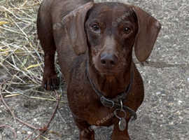 Adorable gentle dachshund needing a new home