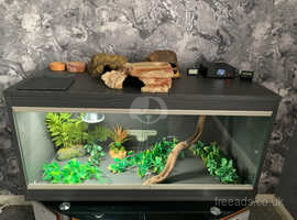 LEOPARD GECKO / REPTILE FULL SET UP MINT CONDITION