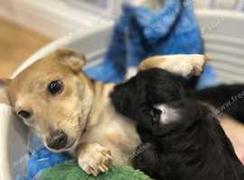 Three stunning pups available