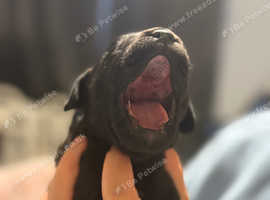 Cockapoo cross Rotweiler staffy
