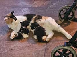 Sons of a LaPerm Calico mother