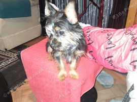 Adorable Chorkie needs a new home