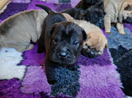 Gorgeous shar pei puppies available