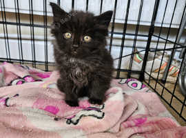 Needs a home